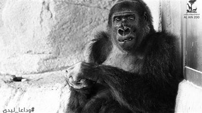 وفاة الغوريلا 