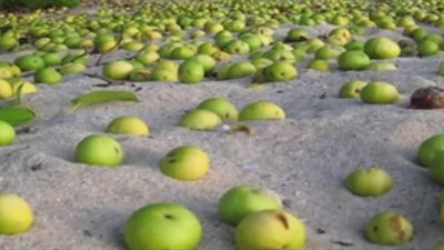 تفاح الموت أخطر شجرة على وجه الأرض