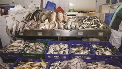 تعرف علي أسعار الأسماك بسوق العبور اليوم الثلاثاء