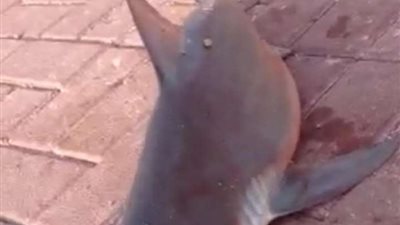 كشف حقيقة أسماك القرش بشواطئ المنطقة الشرقية 