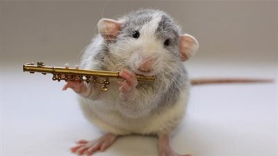 تعرف على حقائق غريبة عن الفئران!