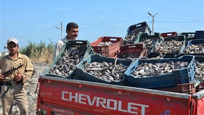 ضبط سيارة محملة بـ 14 مليون وحدة زريعة أسماك بالبرلس (فيديو وصور)