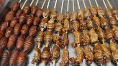  3 دول تعتمد الصراصير غذاء رئيسيا .. تعرف عليها