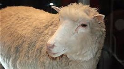 دراسة: الحيوانات المستنسخة مثل 