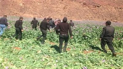 إبادة 10 أفدنة منزرعة بنبات البانجو المخدر بجنوب سيناء