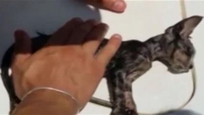 قطة تعود للحياة بفضل خفر السواحل