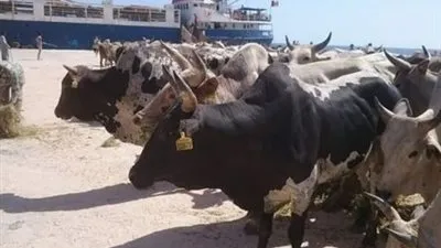 وصول 1583 رأس عجول صومالية لميناء ابو طرطور