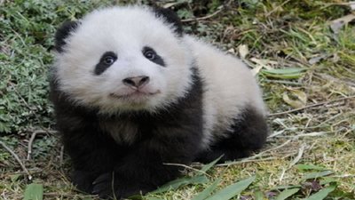 حديقة فى فيينا تعلن عن ولادة حيوان باندا عملاق 