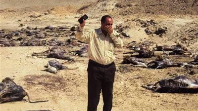 ضبط أكثر من 250 حمار مذبوح ومسلوخ  بسوهاج