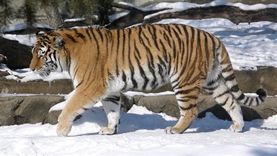 ولادة 50 نمر سيبيري في أكبر حديقة نمور في العالم بالصين