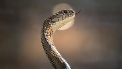 جين جديد في الثعابين يعالج إصابات العمود الفقري و النخاع العظمي