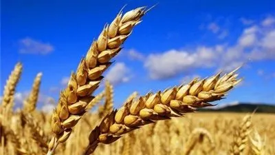 إنشاء شركة حكومية لتطوير وإدارة أسواق المنتجات الزراعية