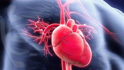 الديلي ميل: التمارين الرياضية تؤدي إلى تضخم عضلة القلب