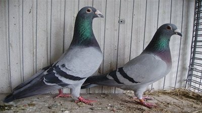 تعرف على خصائص 