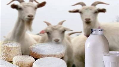  7 فوائد ذهبية لحليب الماعز الساخن في جسم الأنسان 