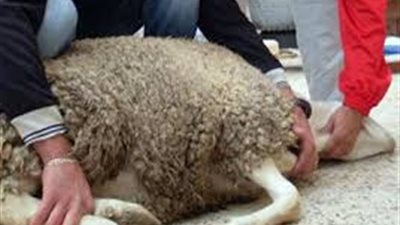 الأزهر يوضح حكم التصدق بجلود الأضاحي