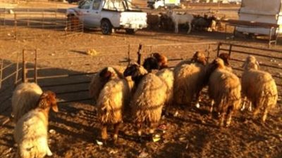 أهم أخبار الأردن اليوم .. توقيف 4 أشخاص اعترضوا على الخراف بمأدبا