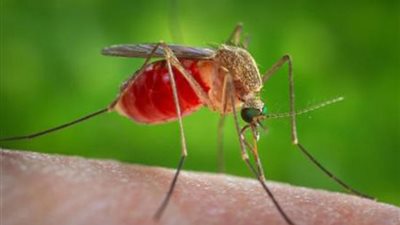 الحكومة الأمريكية تحول 81 مليون دولار لأبحاث مكافحة فيروس زيكا