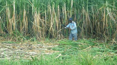 الأحد.. صرف مستحقات مزارعي القصب 