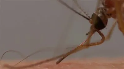 أمريكا تعلن الطواريء الصحية بولاية 