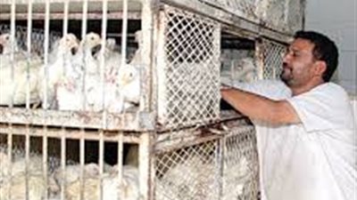 تعرف علي أسعار الدواجن بالسوق اليوم