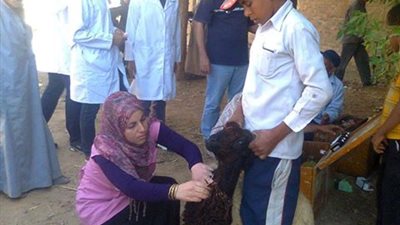 قافلتين بيطريتين لتحصين وعلاج الثروة الحيوانية بالوادي الجديد 