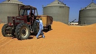 كارثة.. شون المنوفية تستلم أقماح مخلوطة بـ