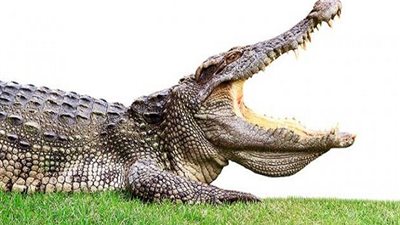  تمساح يهاجم سيدة أميركية في منتزه بولاية فلوريدا 