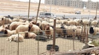 مربو ماشية: انخفاض 20% في أسعار الأغنام قبل الحج