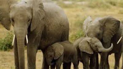 زيمبابوي تخطط لاستخدام طائرات بدون طيار لمحاربة صيد الفيلة