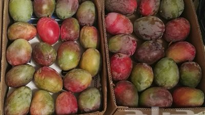 سفارة باكستان تتظلم من قرار مصر بمنع دخول 4 كراتين مانجو 