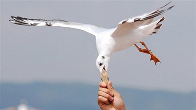 تعرف على خصائص طائر النورس