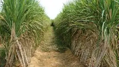 التموين: سددنا مليار و700 مليون جنيه لمزارعي وموردي قصب السكر