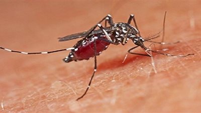 علماء يتوصلون إلى بروتين يساعد على الشفاء نهائيًّا من «الملاريا»