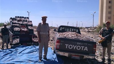 ضبط 4 سيارات مُحملة بـ3 أطنان زريعة أسماك نافقة و400 ألف وحدة حية بكفر الشيخ (صور)