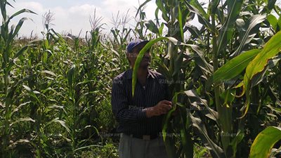 زراعة الدقهلية تشن حملات على المحاصيل الزراعية وتحذر من الحصاد المبكر ..