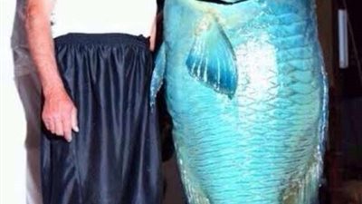 من أعماق سواحل تبوك سمكة بطول الإنسان وتزن 58 كيلو جراماً