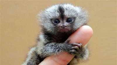 تعرف على أصغر قرد في العالم