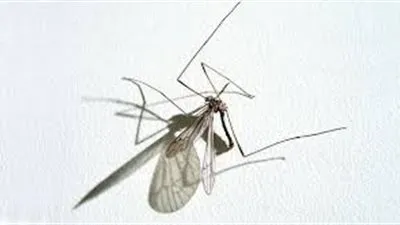 تحذيرات من تفشي فيروس 