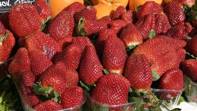 الزراعة: لم نتلق أي إخطار من أمريكا بإصابة مواطنيها بسبب الفراولة المصرية