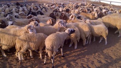 مجهولون يسرقون 22 رأسًا من الأغنام بقوة السلاح في العويقيلة