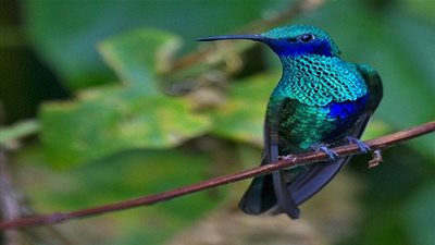 هل تعلم ها هو طائر الطنان؟