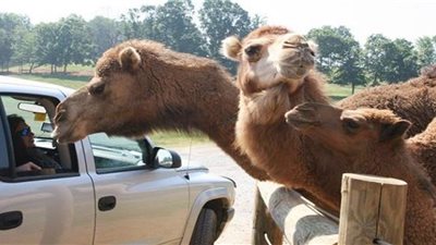 طفلة تتعرض لعضّة من جمل فتتلقى راتباً شهرياً مجزياً