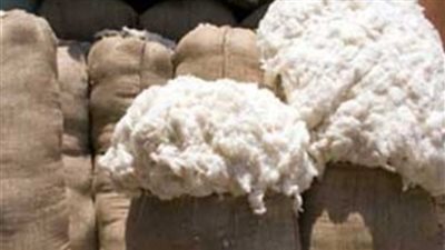 أزمة في الولايات المتحدة بسبب القطن المصري