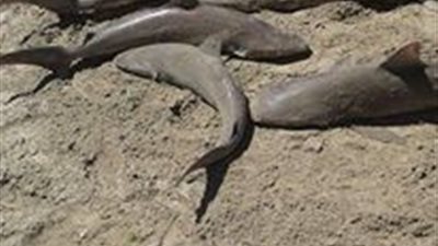 شئون البيئة تنفي وجود ضرر من ظهور أسماك قرش بدمياط 