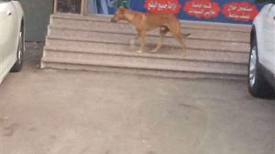 الكلاب الضالة تثير مخاوف وقلق سكان حي أبرق الرغامة بجدة