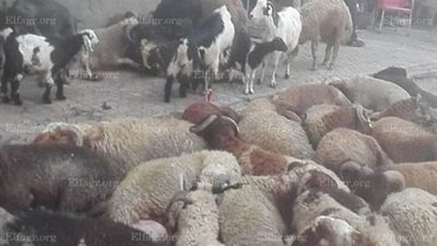 الشوادر العشوائية للأضاحي تجتاح الإسكندرية (صور)