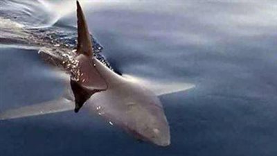 البيئة تكشف حقيقة ظهور أسماك قرش بأحد شواطئ دمياط