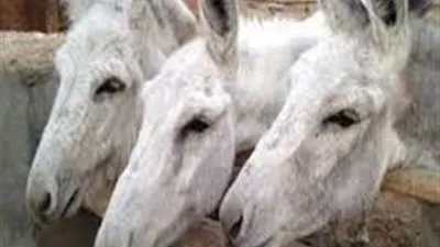 مديرية التموين بالفيوم تؤكد صحة الفيديو المنتشر لذبح الحمير