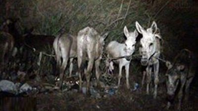 القبض على تاجر وعاطل لقيامهما بسرقة 7 حمير وذبحها بالشرقية